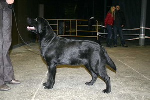 Litter "U" born 23.11.2011